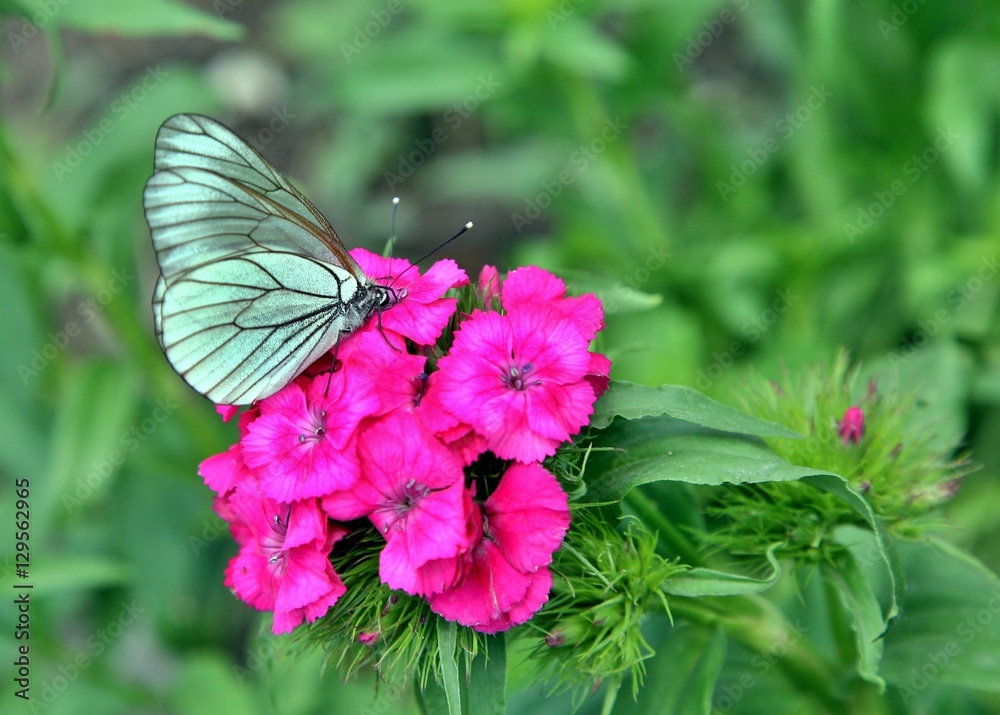 Fotografie Black-veined White Butterfly