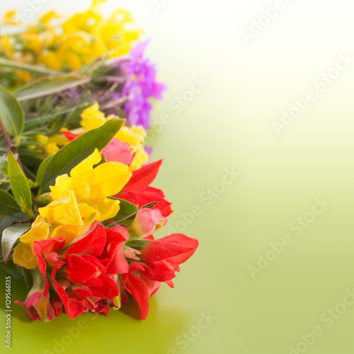 Bright colorful wildflowers on gradient green background
