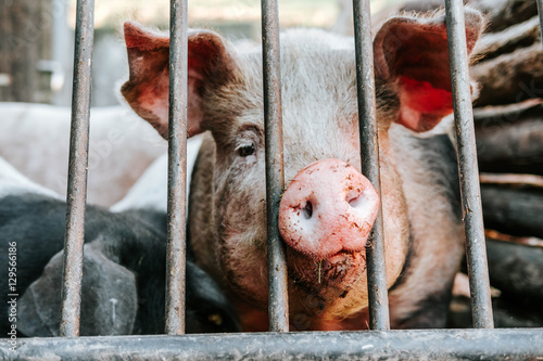 Schwein im Gehege/Schwein streckt seine Nase durch Gitterstäbe