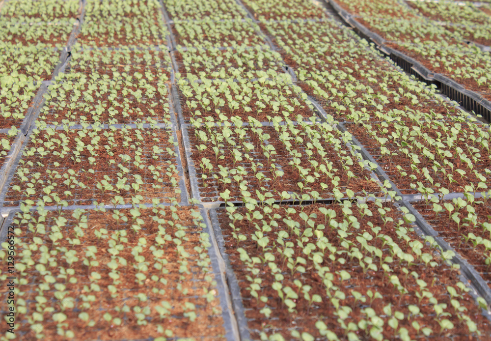 Obraz premium A bunch of baby plants growing inside of pots inside of a greenh