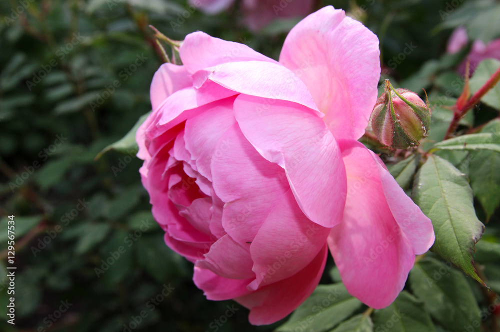Pink English rose Pink English rose