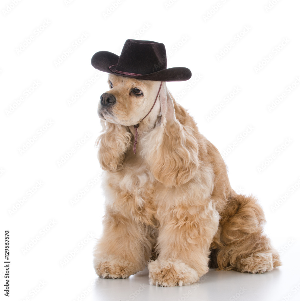 dog wearing cowboy hat Stock Photo Adobe Stock