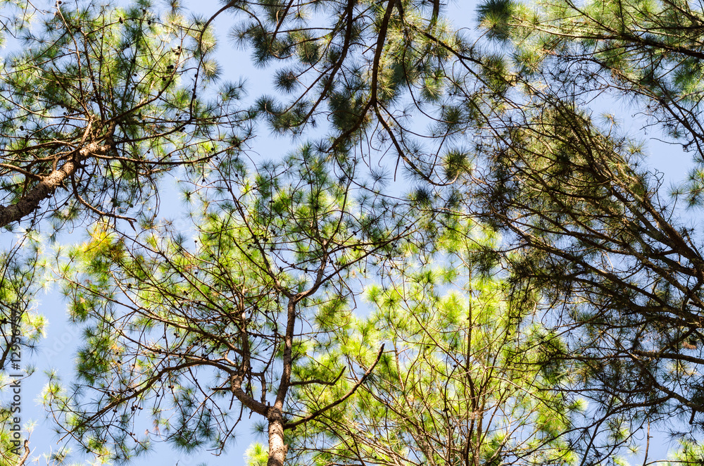 View of the tops of pine trees and bough with blue sky,Tall pine forest over head View of the tops of pine trees and bough with blue sky,Tall pine forest over head