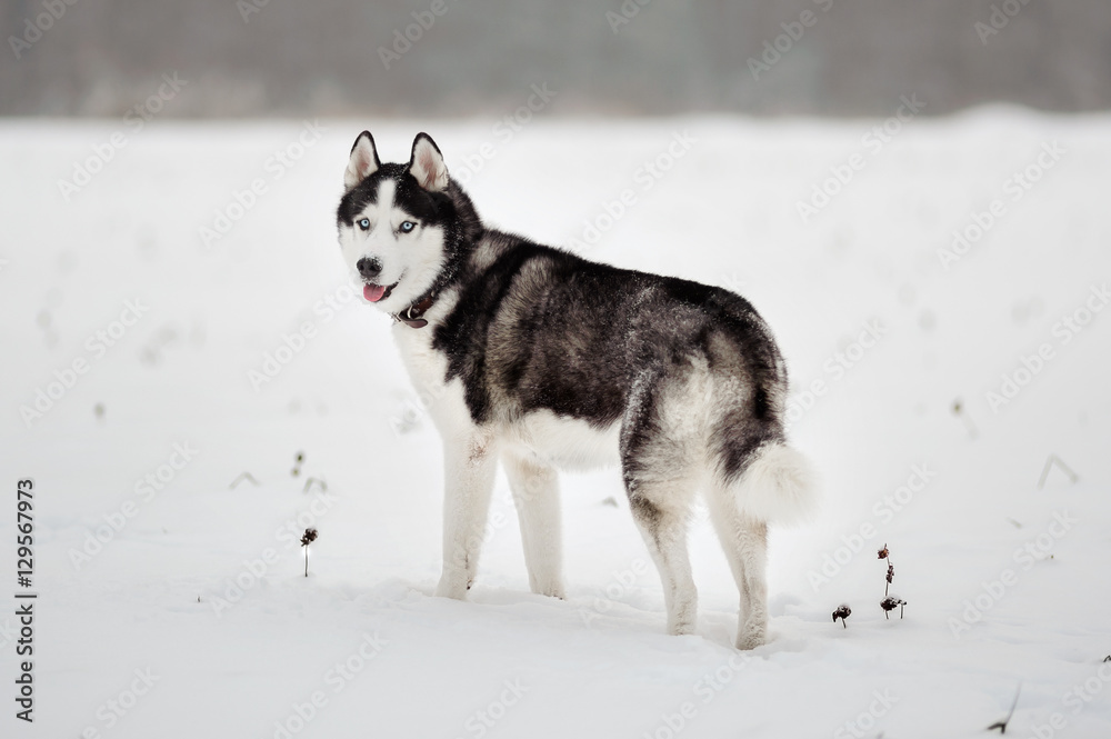 Siberian Husky dog black and white colour in winter