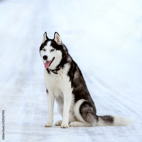 Portrait of Siberian Husky