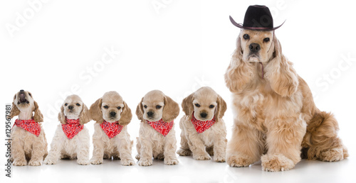 Fototapeta Naklejka Na Ścianę i Meble -  cocker spaniel mother with her litter