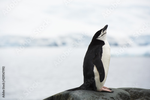 Chinstrap Penguin resting