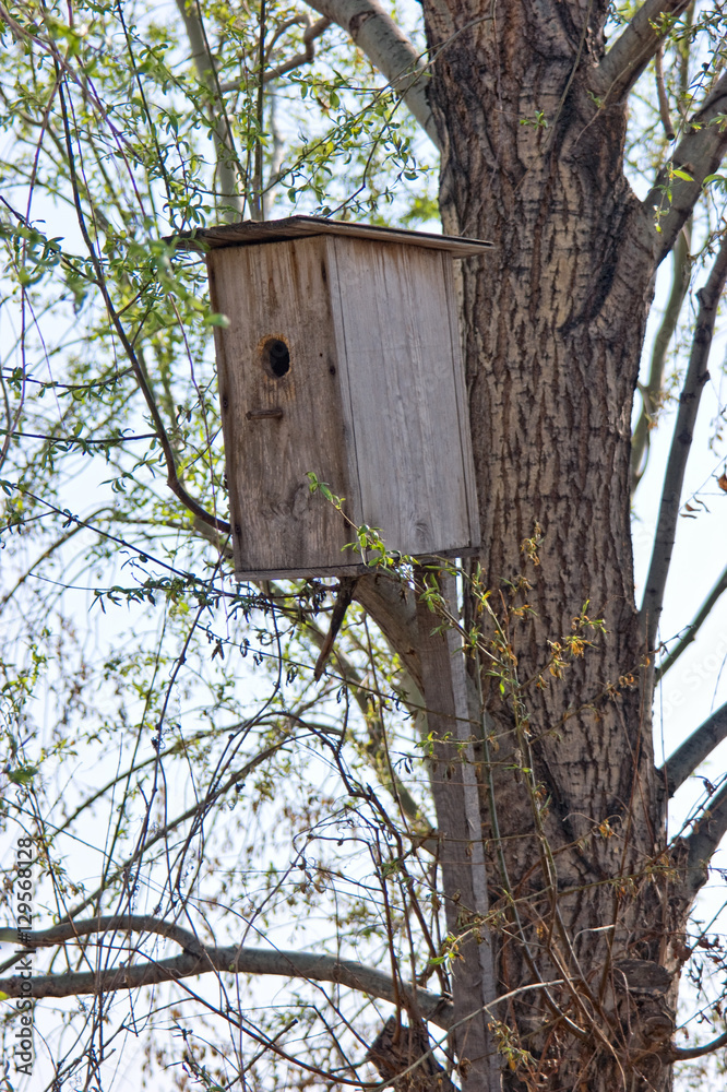 Bird House Bird House
