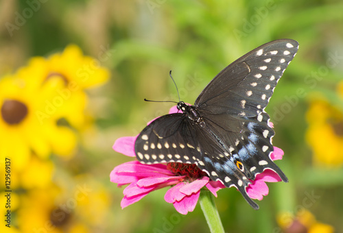 Black Swallowtail butterfly feeding on a flower in summer garden photo