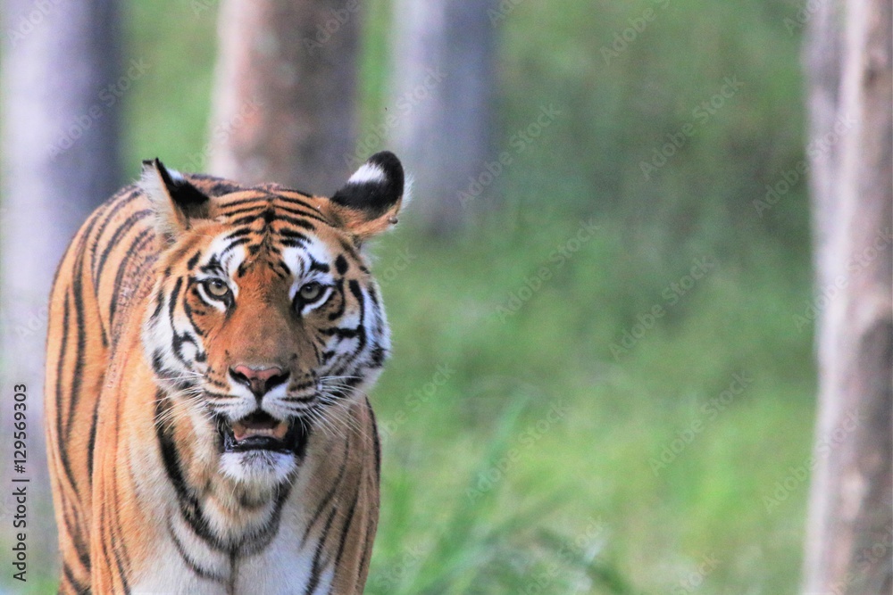 Fototapeta premium Langdi Tigress Pench Tiger Reserve