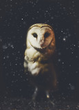 Barn owl winter portrait with dark and snow background. Soft focus on owl head, retouched picture