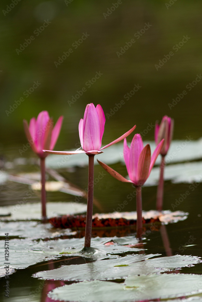 Lotus flower with beautiful sunlight and flare and bokeh. Lotus flower with beautiful sunlight and flare and bokeh.
