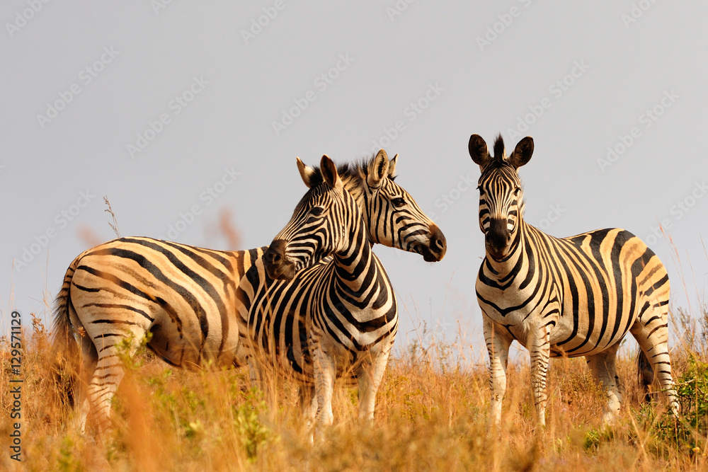 Naklejka premium Plain zebras