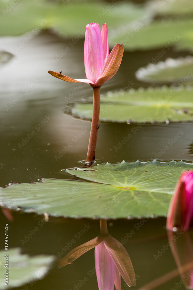 Lotus flower with beautiful sunlight and flare and bokeh. Lotus flower with beautiful sunlight and flare and bokeh.