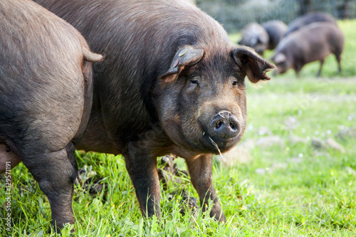 Iberian pigs in the meadow photo