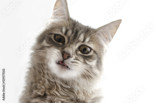 Fototapeta Naklejka Na Ścianę i Meble -  emotions cat isolated on white, disgruntled cat