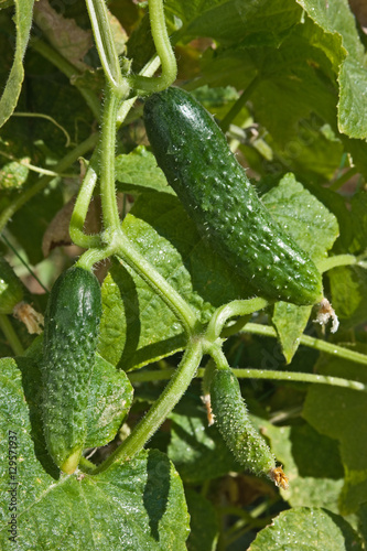 ripe cucumber in garden
