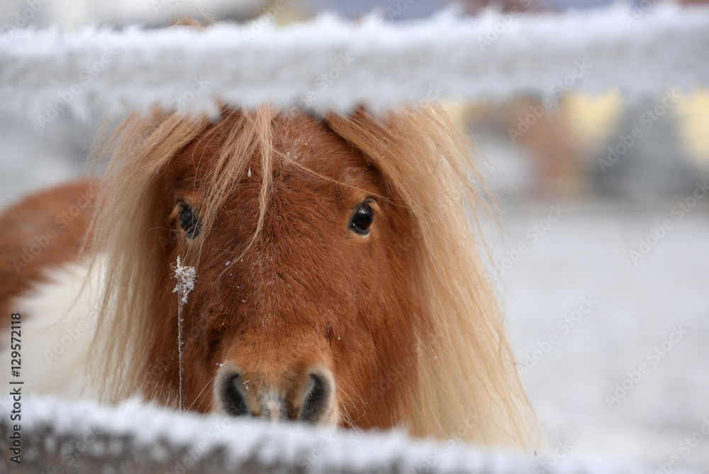 Obraz premium können diese Augen lügen?, süßes geschecktes Minipony im Winterfell lugt durch den Weidezaun