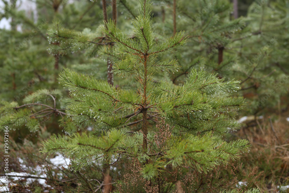 Young pine growing in winter. Fresh pine seedlings. 