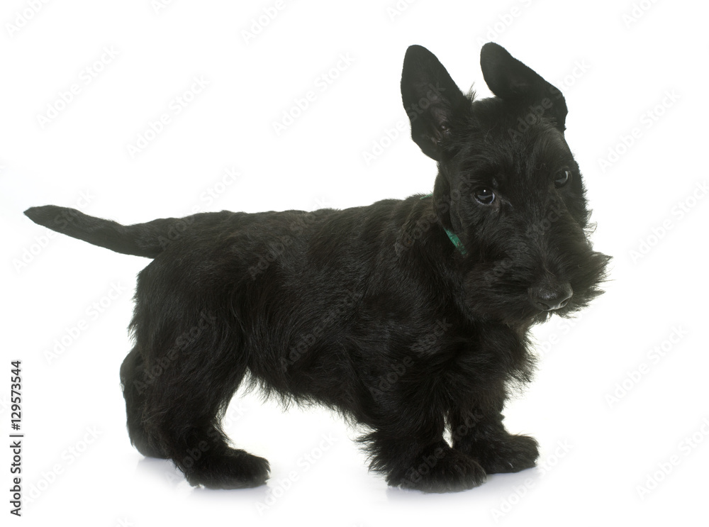 puppy scottish terrier