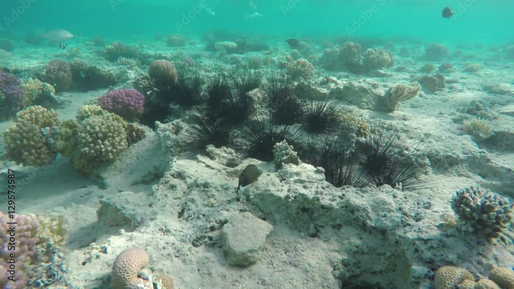 Sea urchin under water among corals in the Red Sea, Egypt, 4k
