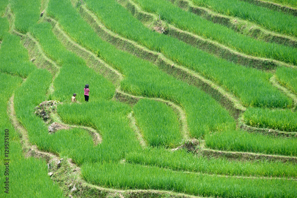 Rice terraces Rice terraces