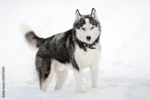 Siberian Husky dog black and white colour in winter