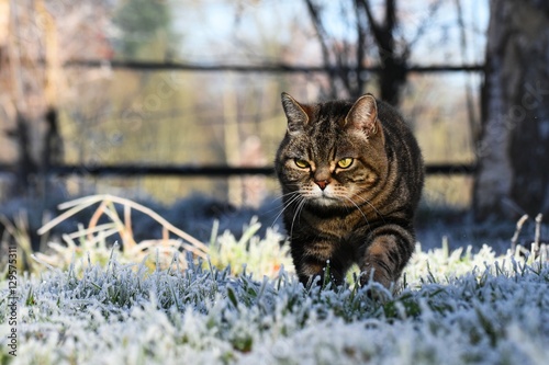 Britisch Kurzhaar Katze im Winter drau  en