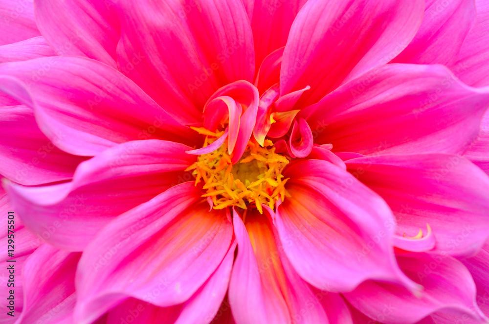 Pink flower , macro on flower