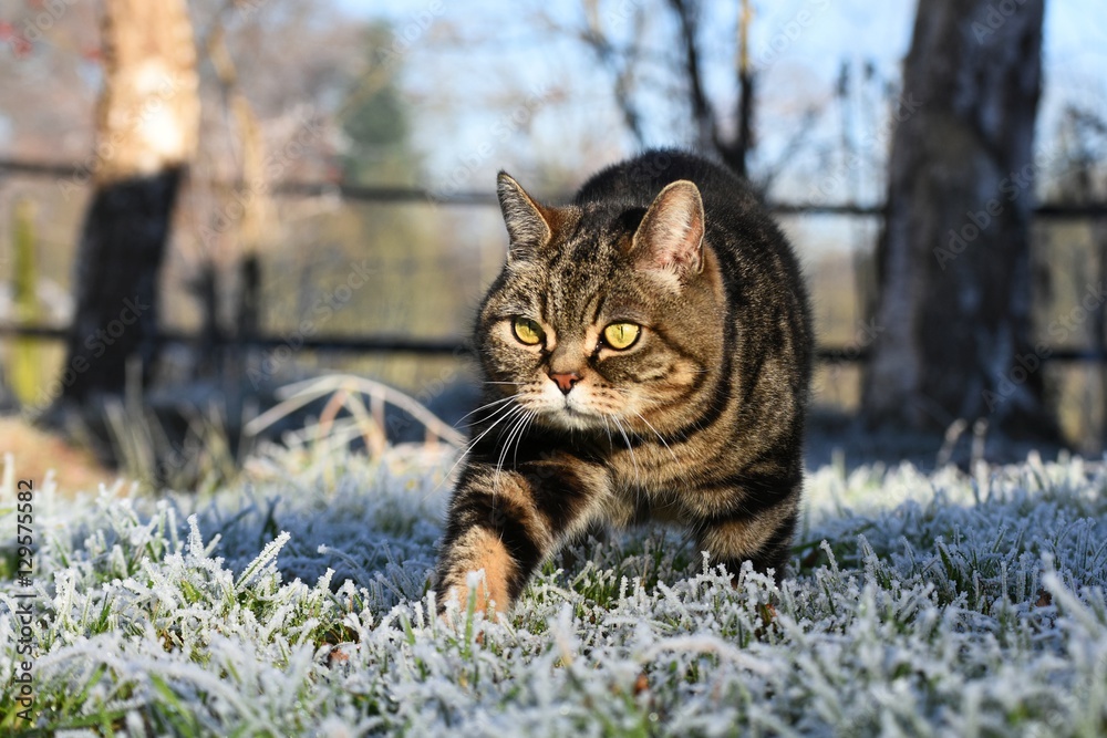 Britisch Kurzhaar Katze im Winter draußen