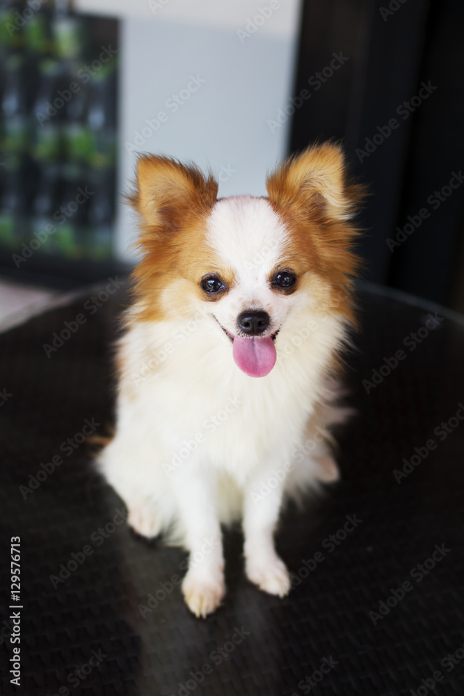 lovely white and brown furry puppy chihuahua dog lovely white and brown furry puppy chihuahua dog