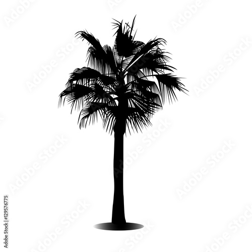 One palm tree