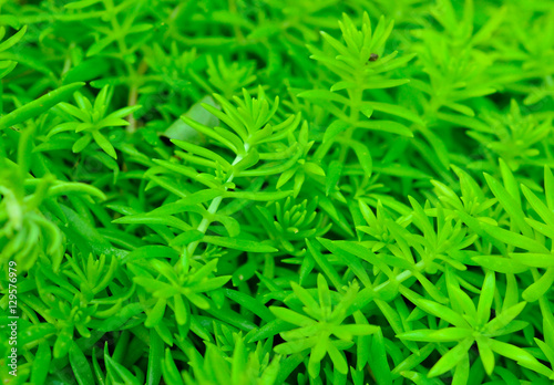 Green leaves background