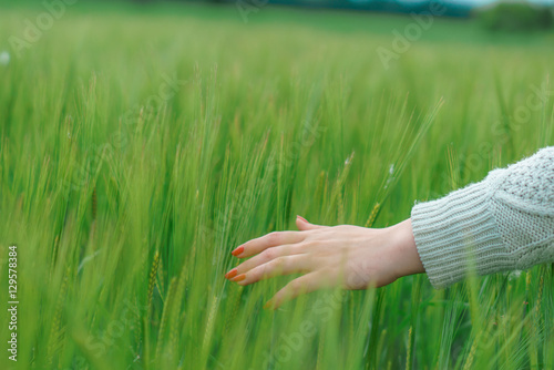 the hand on the background field of wheat