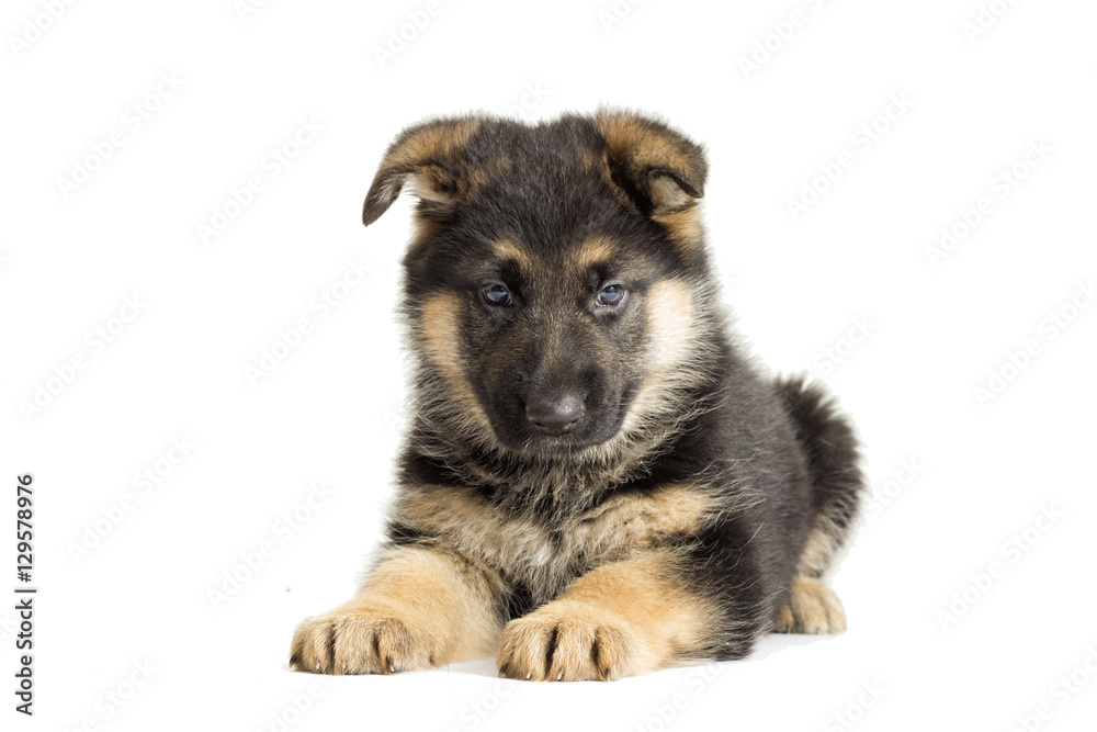 Puppy looking, German Shepherd