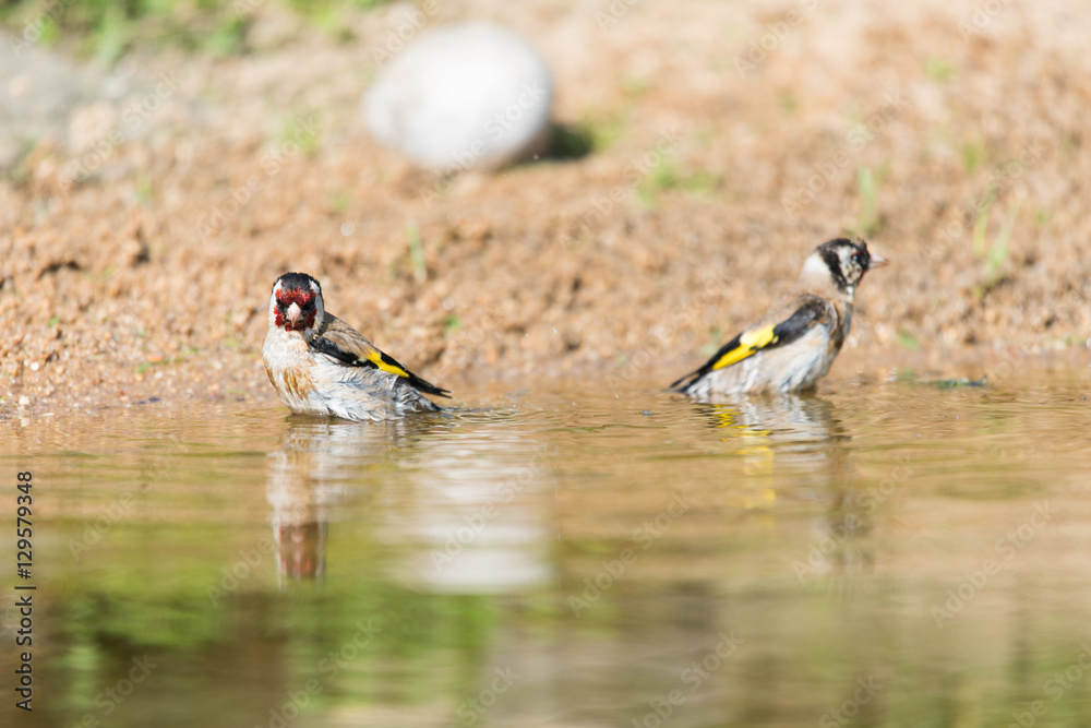 Obraz premium Bathing European goldfinch