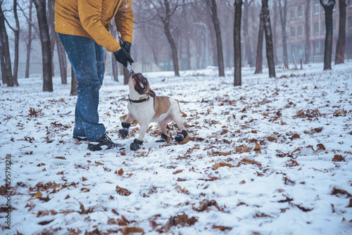 French Bulldog dog playingin the winter with man photo