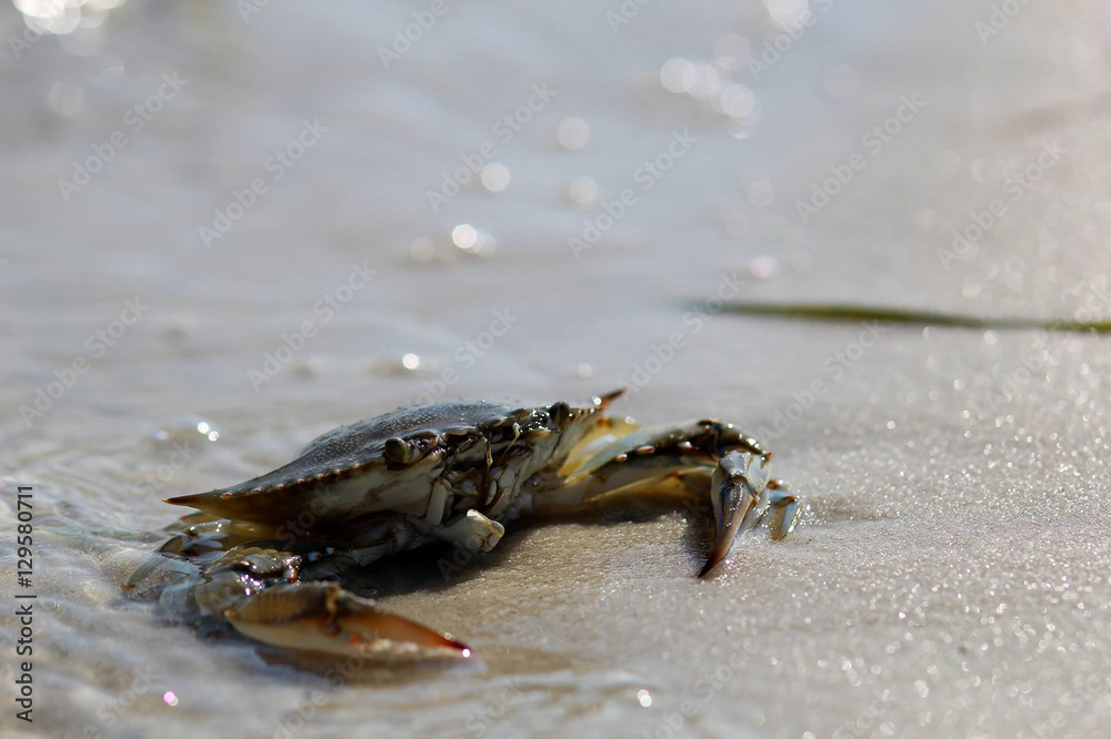 Blue Crab