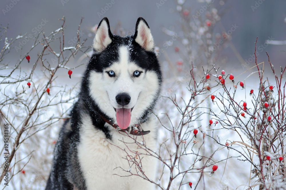 Siberian Husky dog black and white colour in winter Fotografia, Obraz na  Posters.sk