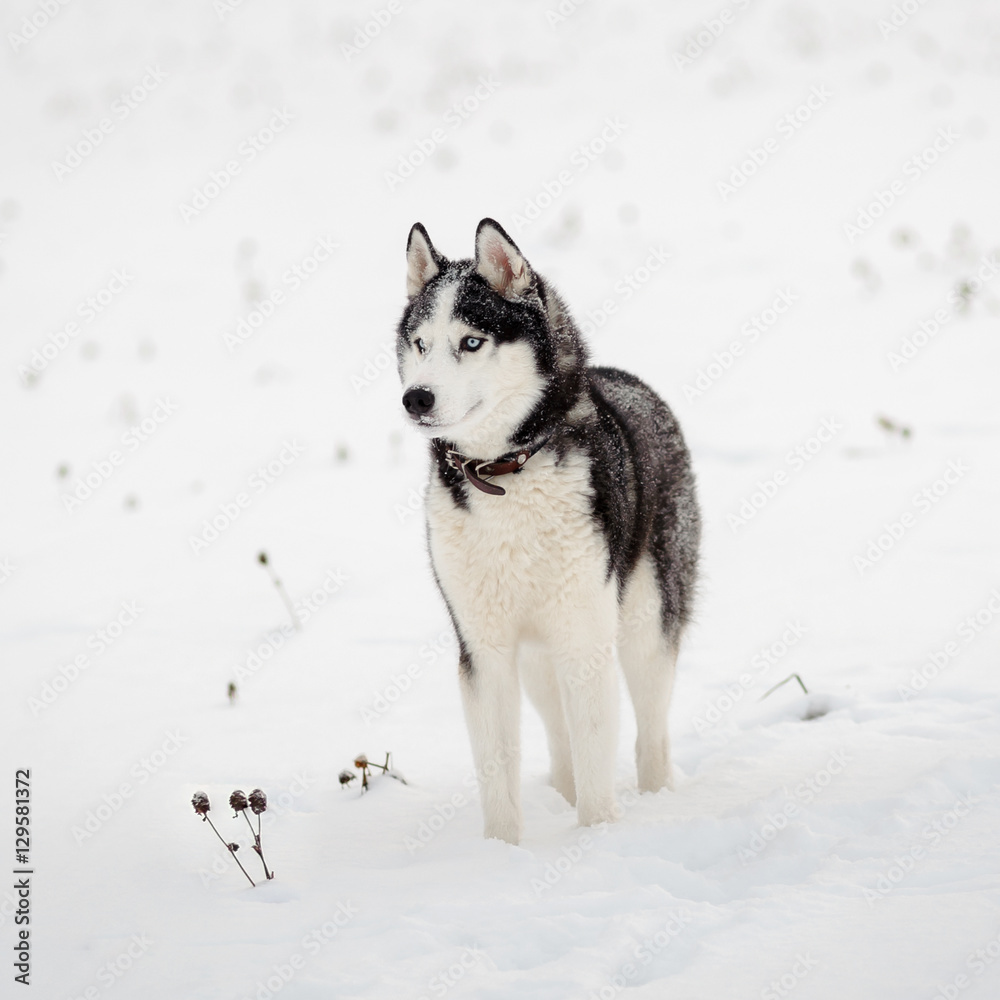 Siberian Husky dog black and white colour in winter