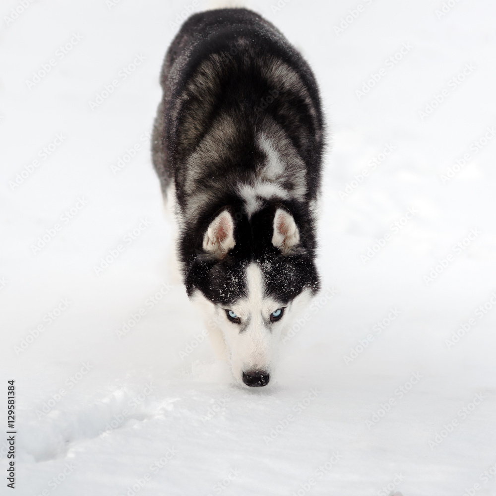 Siberian Husky dog black and white colour in winter Siberian Husky dog black and white colour in winter