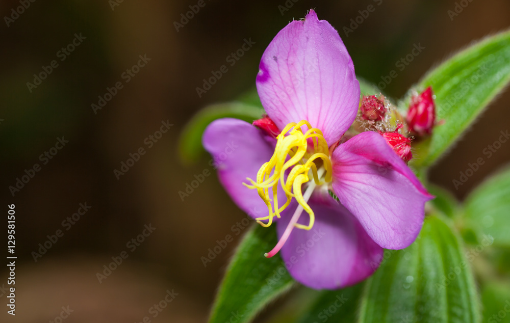 Fototapeta premium Pink flower with dew in the fresh morning