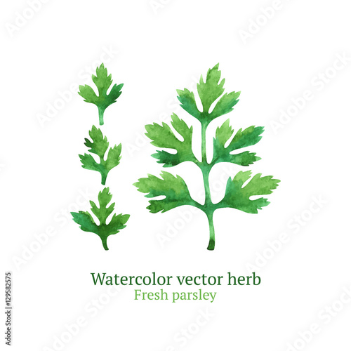 Watercolor vector parsley
