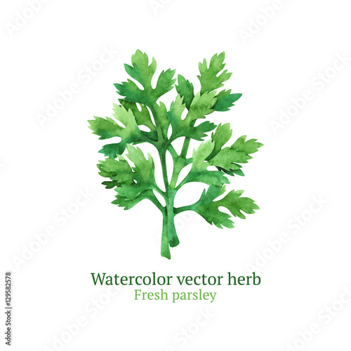 Watercolor vector parsley