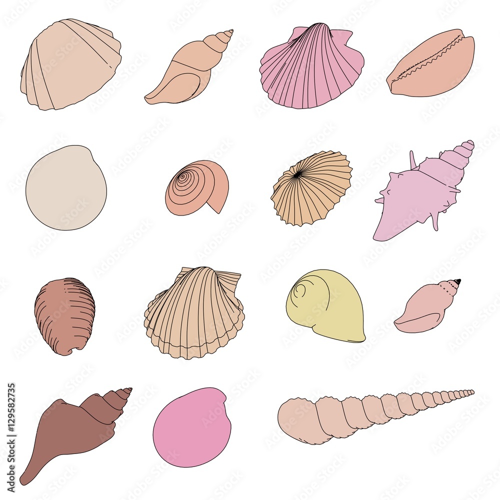 2d cartoon illustration of shells set 2d cartoon illustration of shells set