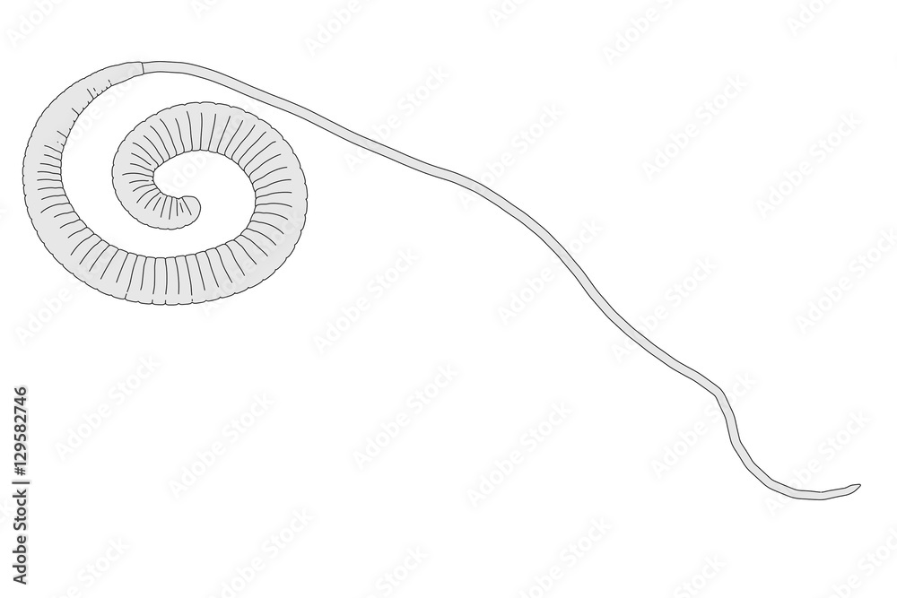 Fototapeta premium 2d cartoon illustration of whipworm