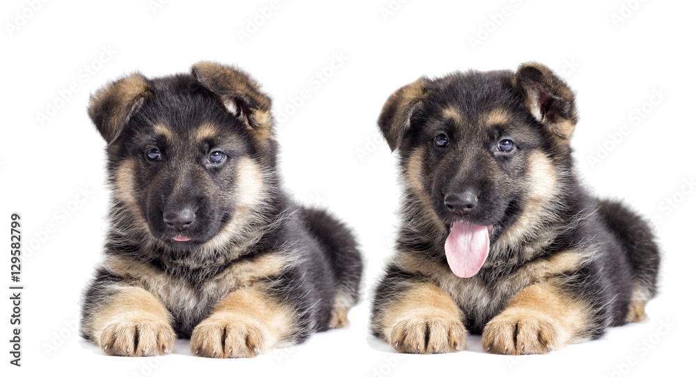 puppy on a white background