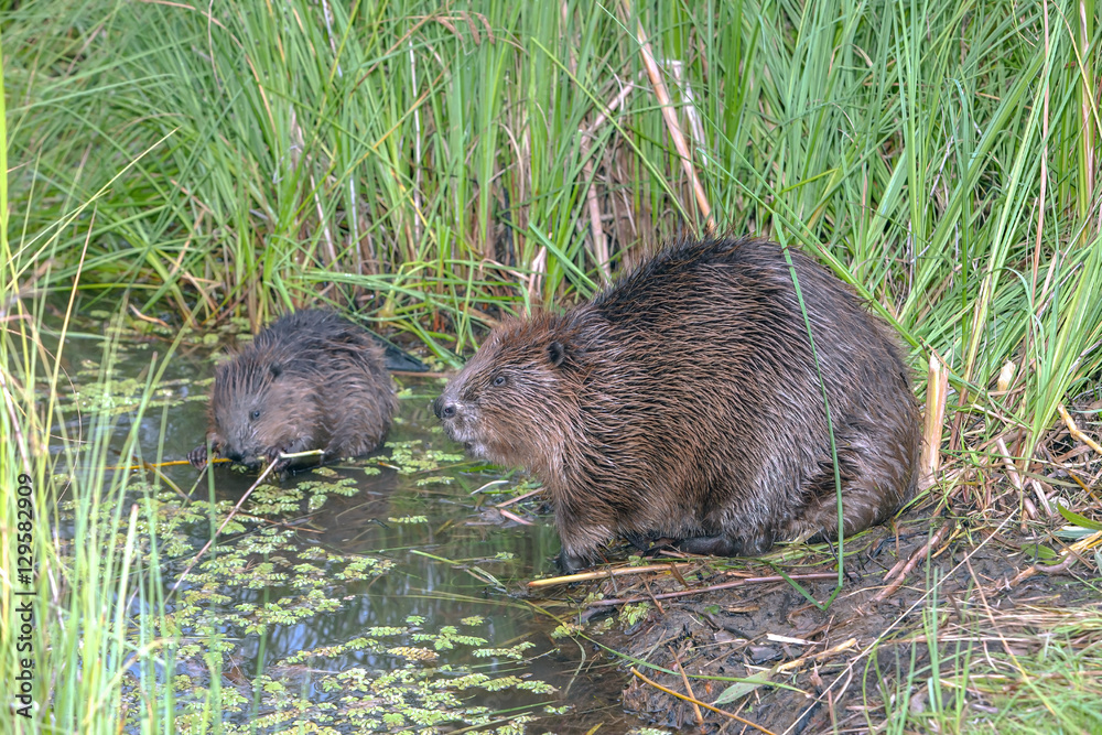 cool fun beaver cool fun beaver