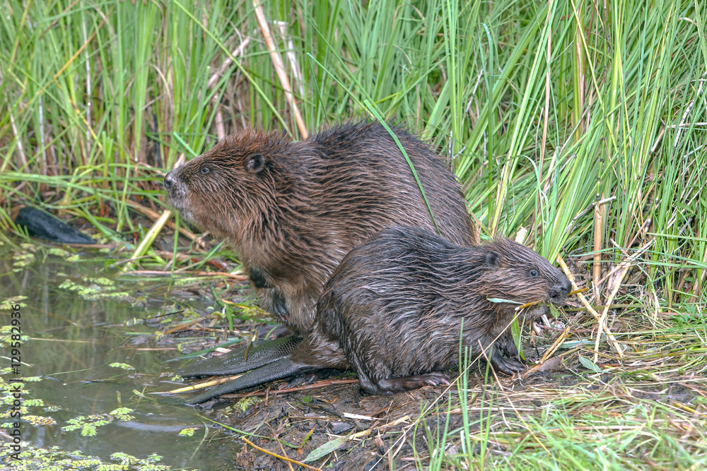 cool fun beaver