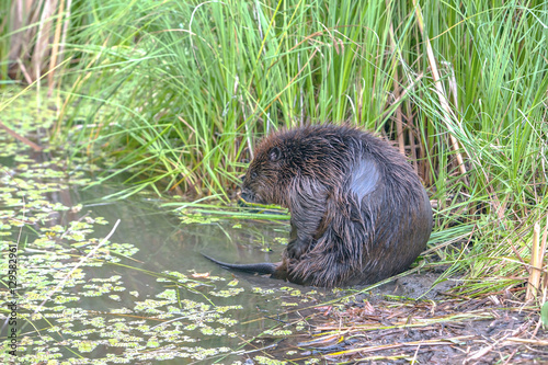 cool fun beaver